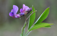 Lathyrus linifolius