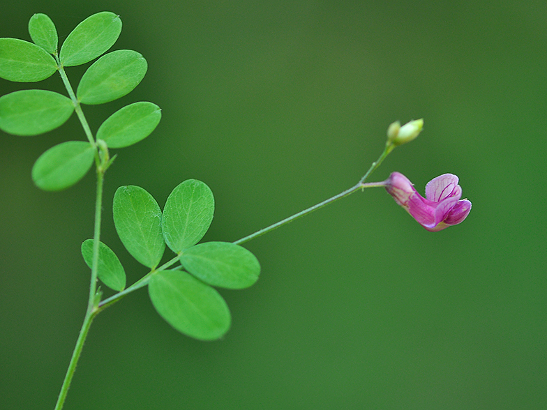 Lathyrus niger