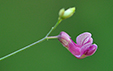 Lathyrus niger