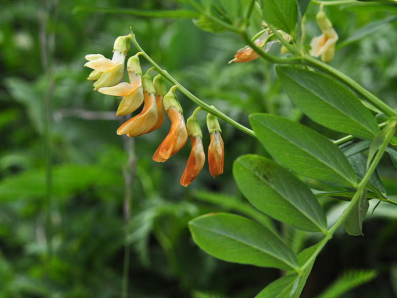 Lathyrus ochraceus