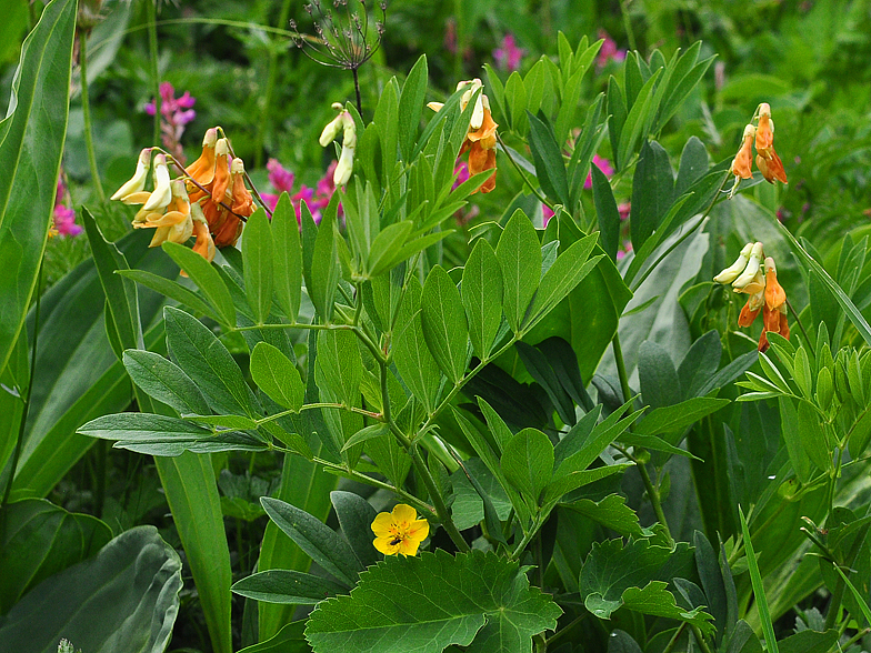 Lathyrus ochraceus