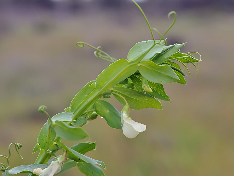 Lathyrus ochrus