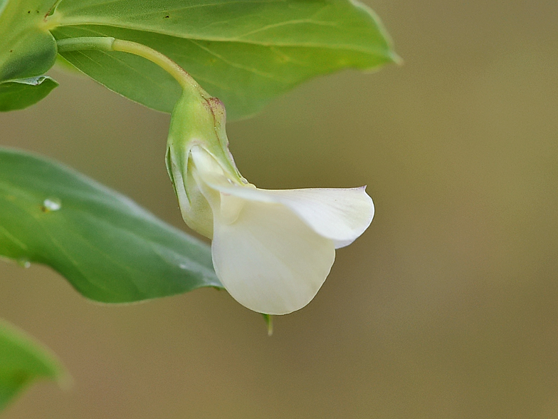 Lathyrus ochrus