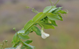 Lathyrus ochrus