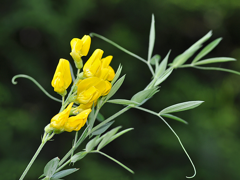 Lathyrus pratensis