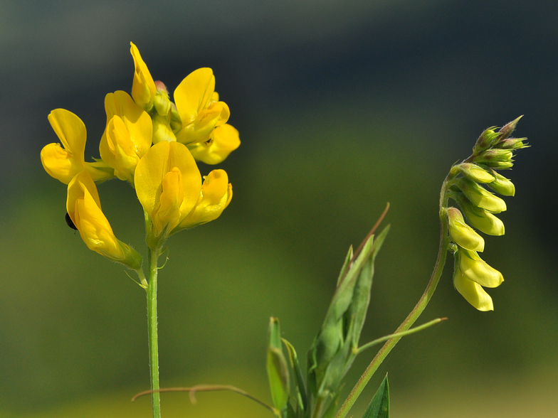 Lathyrus pratensis