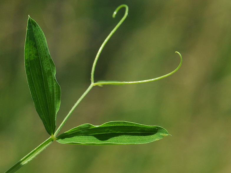 Lathyrus pratensis