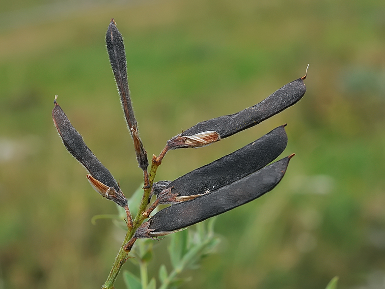 Lathyrus pratensis