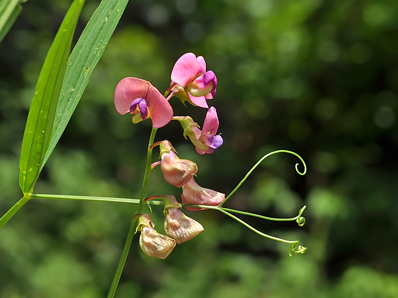 Lathyrus sylvestris