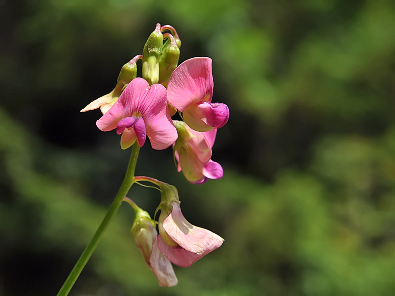 Lathyrus sylvestris