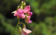 Lathyrus sylvestris