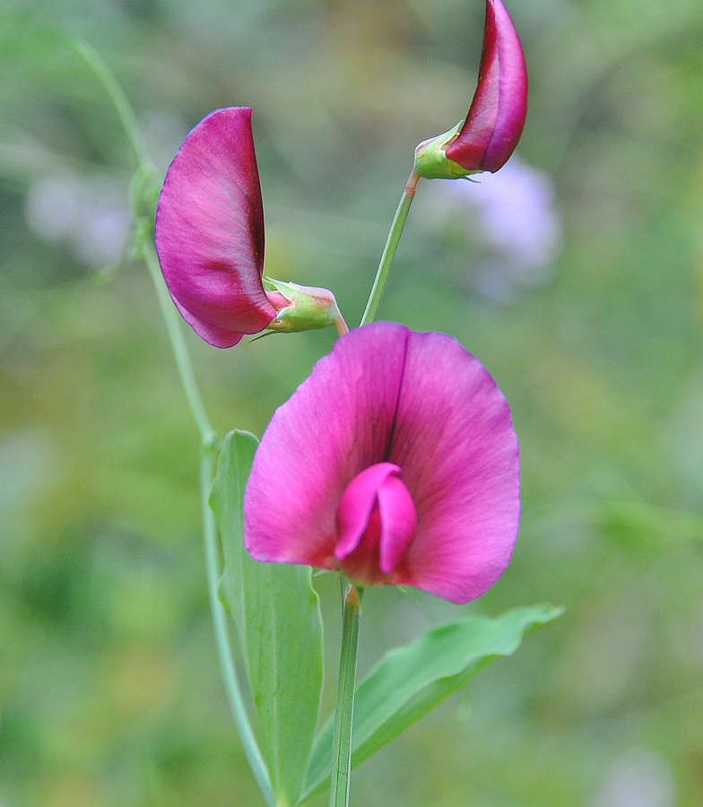 Lathyrus tingitanus