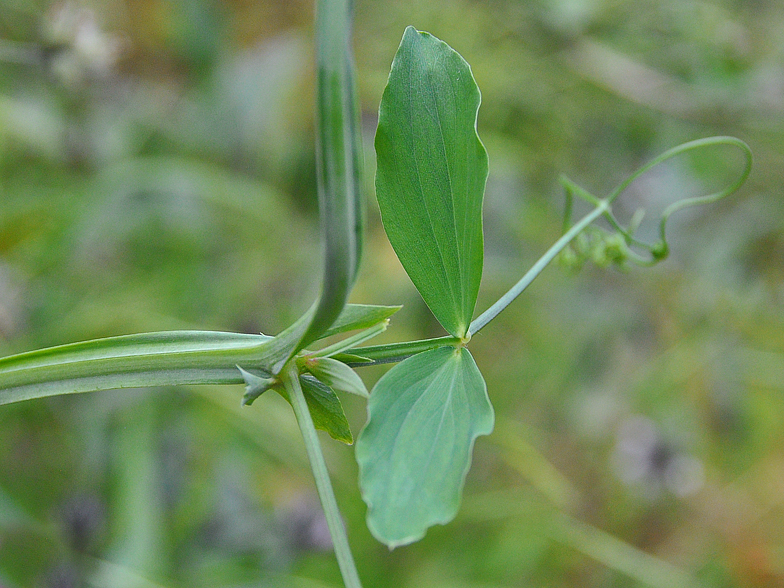 Lathyrus tingitanus