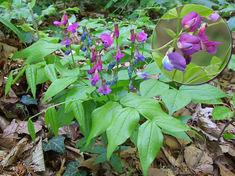 Lathyrus vernus