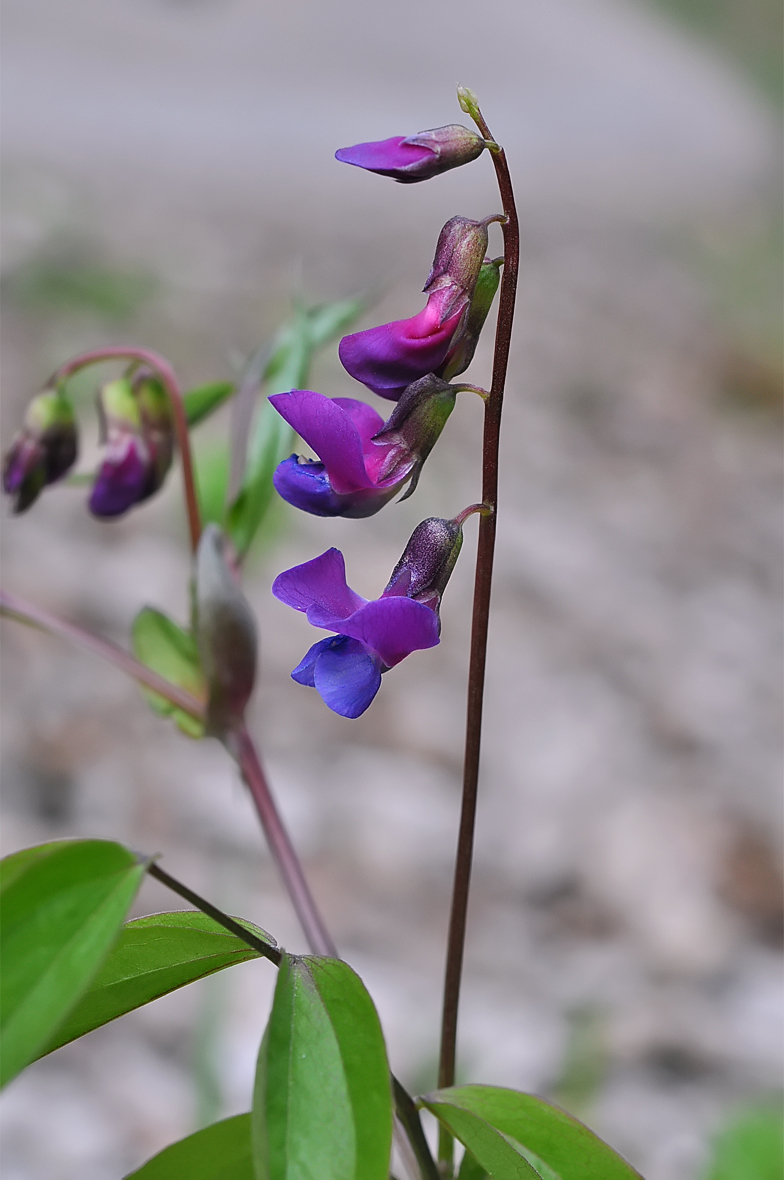 Lathyrus vernus