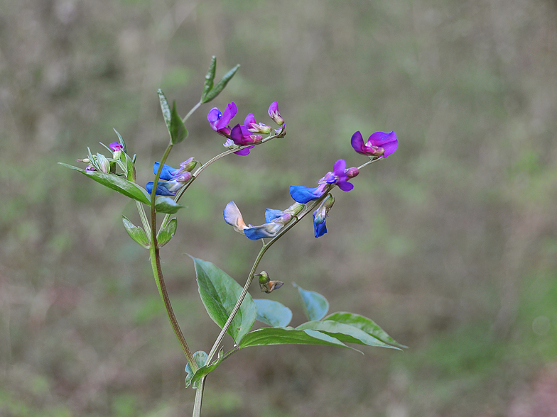 Lathyrus vernus