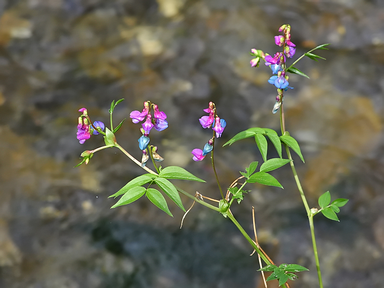 Lathyrus vernus