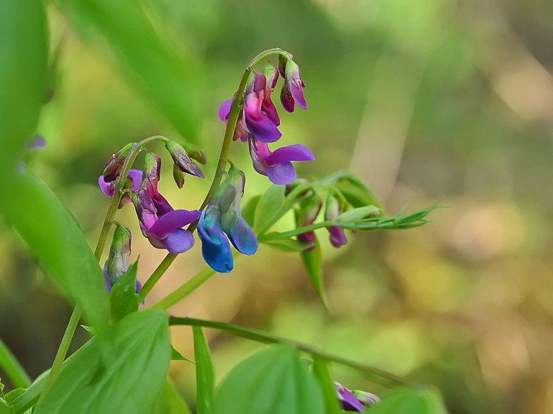 Lathyrus vernus