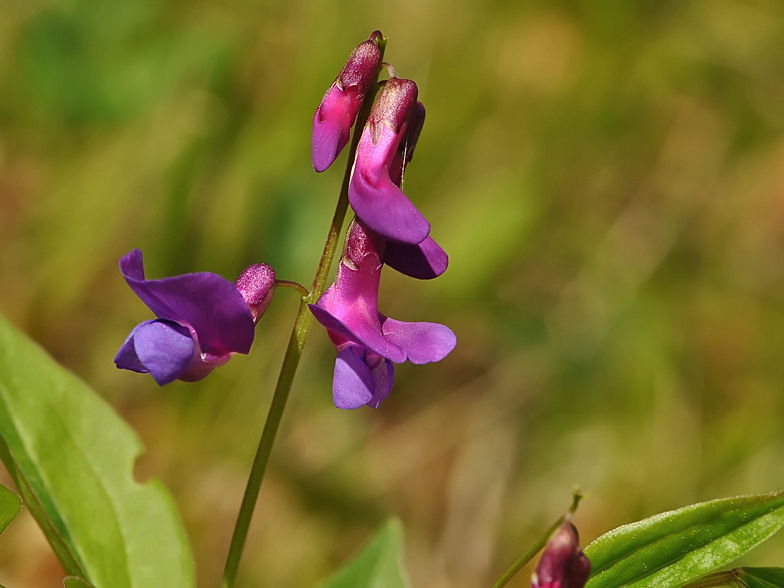 Lathyrus vernus