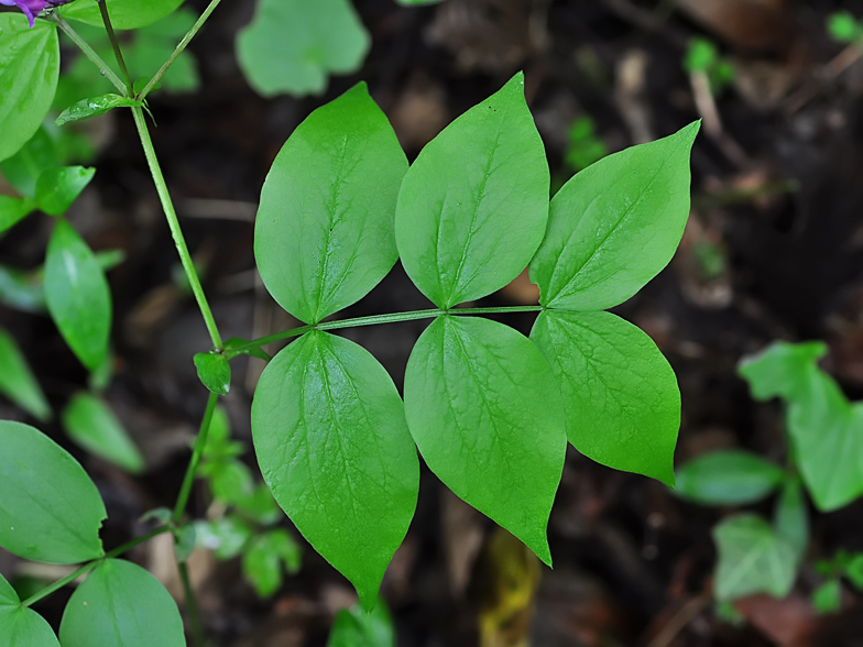 Lathyrus vernus