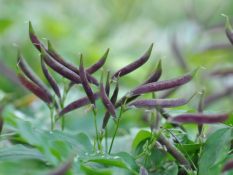 Lathyrus vernus