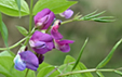 Lathyrus vernus