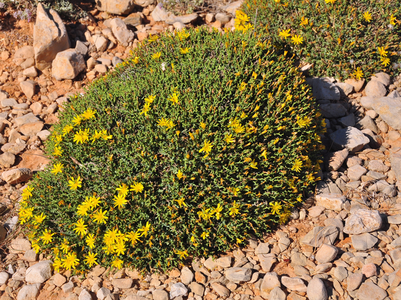 Launaea cervicornis