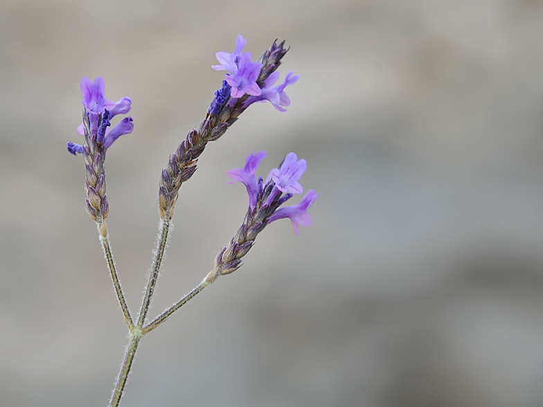 Lavandula pinnata