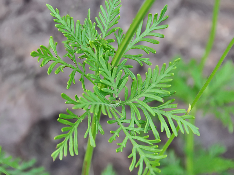 Lavandula pinnata