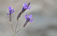 Lavandula pinnata