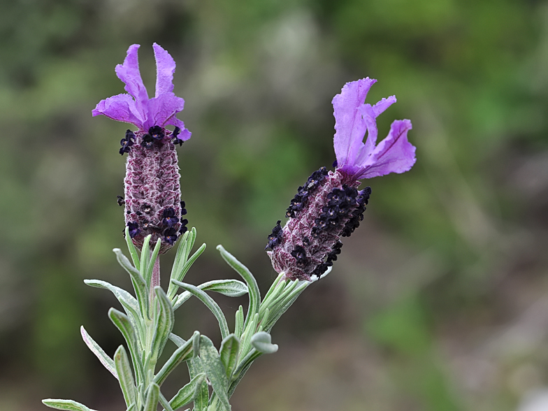 Lavandula stoechas