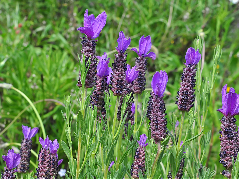 Lavandula stoechas