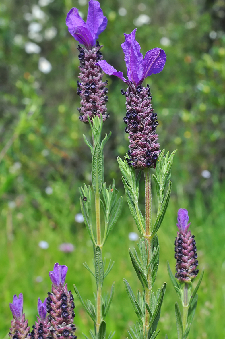 Lavandula stoechas