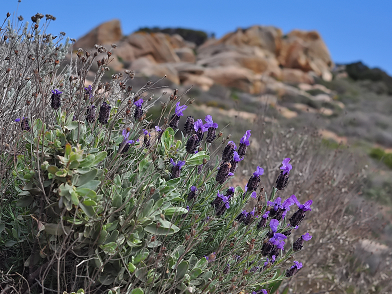 Lavandula stoechas