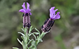 Lavandula stoechas