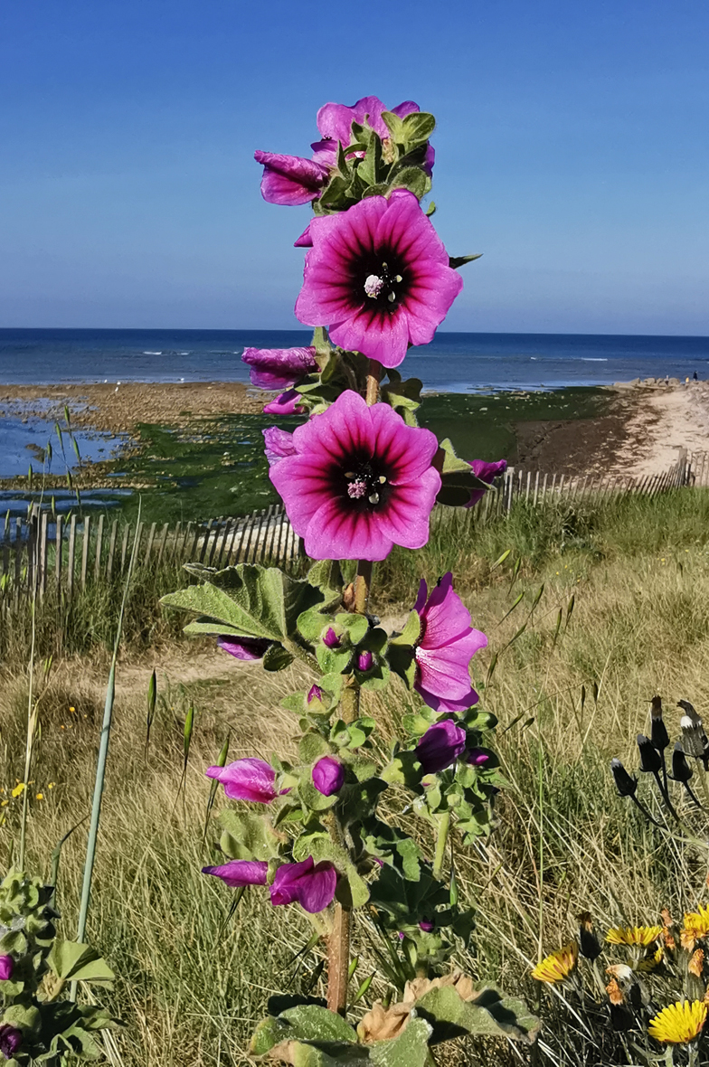 Lavatera arborea