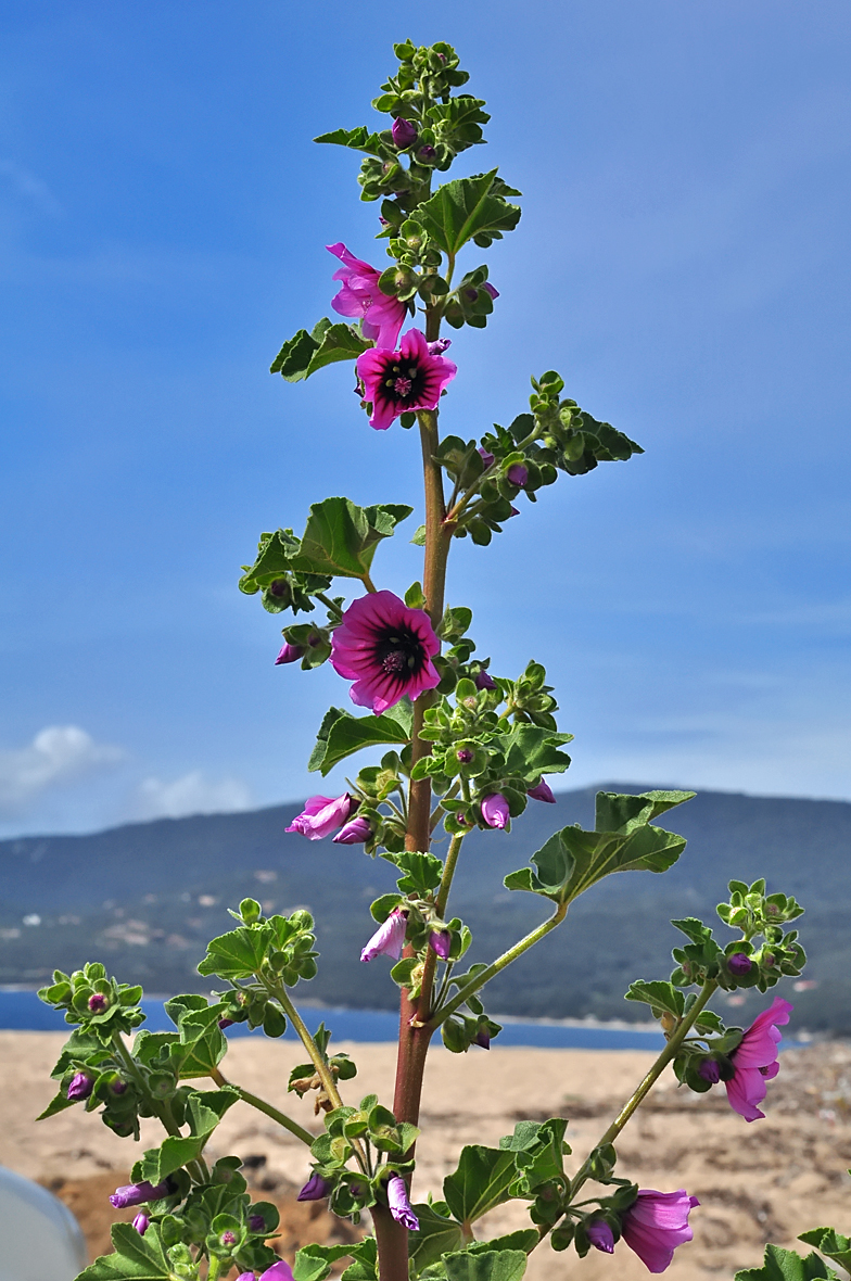 Lavatera arborea