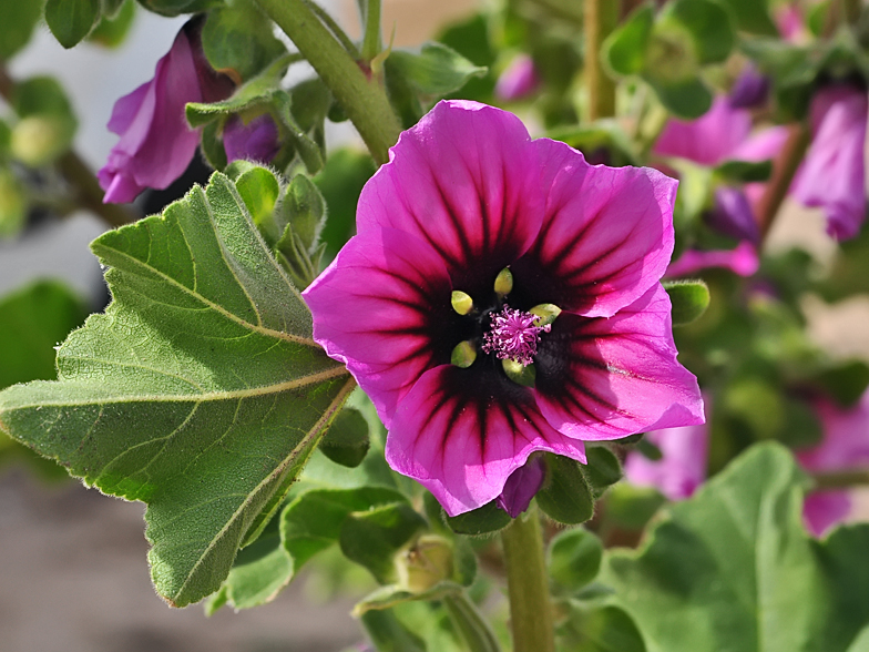 Lavatera arborea