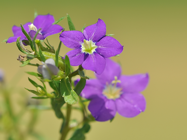 Legousia speculum-veneris