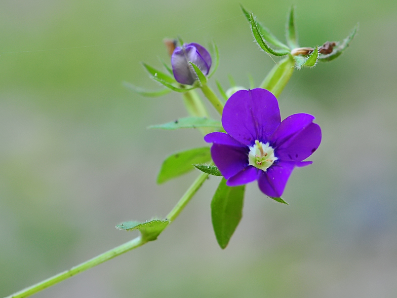 Legousia speculum veneris