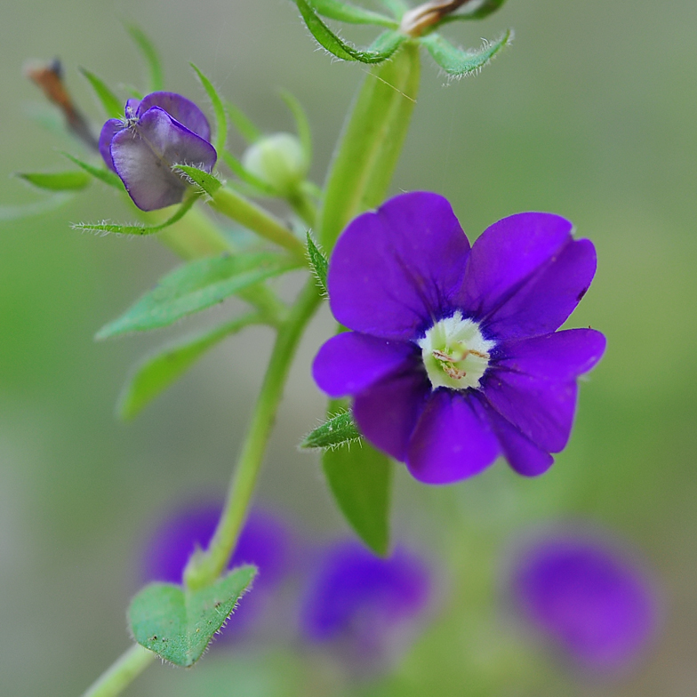 Legousia speculum veneris