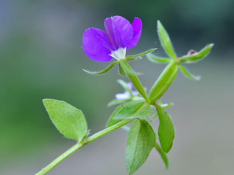 Legousia speculum veneris