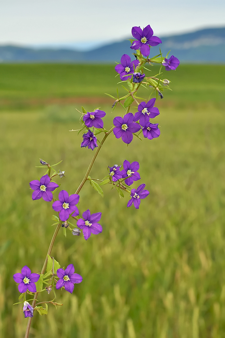 Legousia speculum-veneris