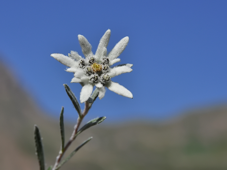 Leontopodium alpinum