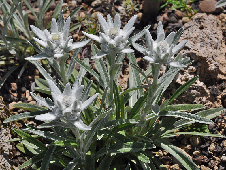 Leontopodium alpinum