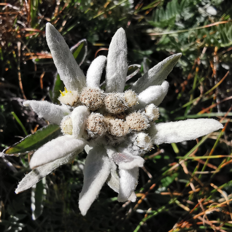 Leontopodium alpinum