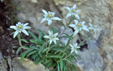 Leontopodium alpinum