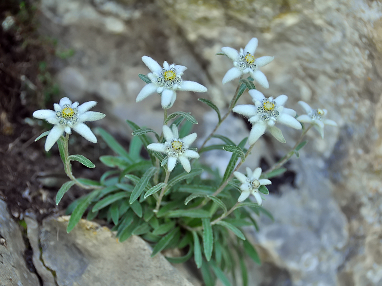 Leontopodium alpinum