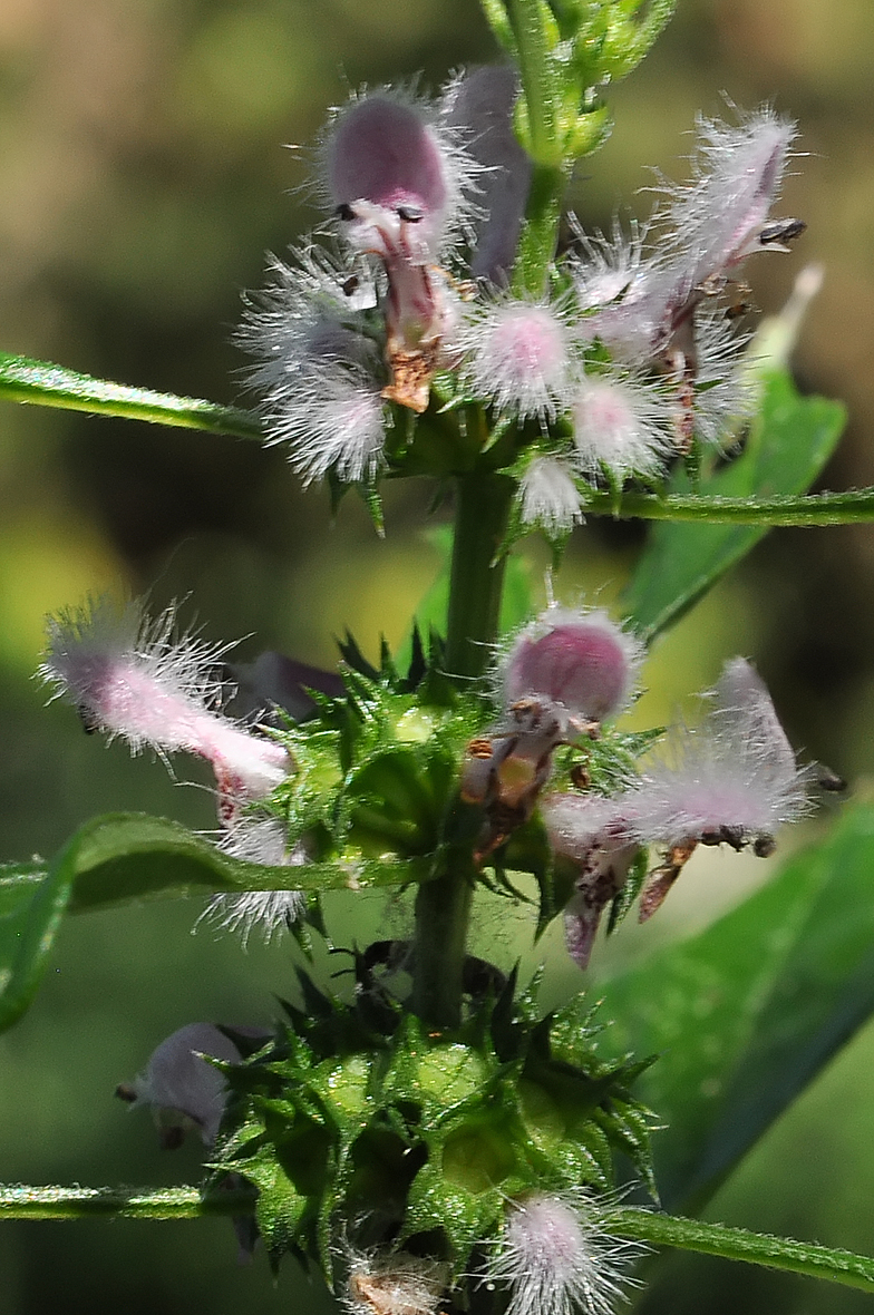 Leonurus cardiaca