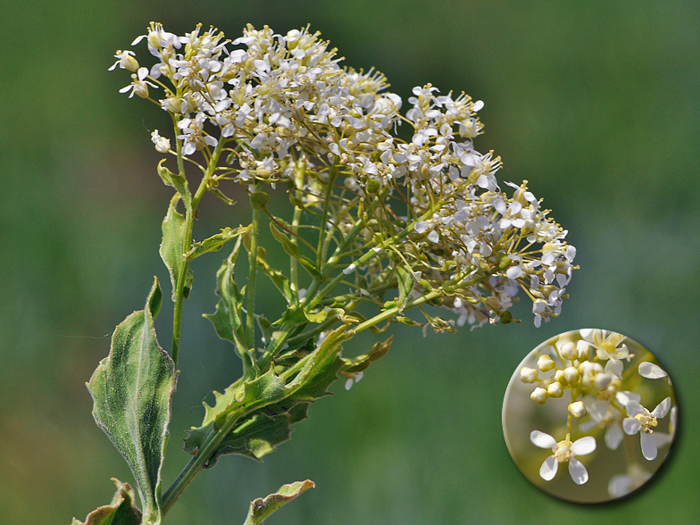 Lepidium campestre